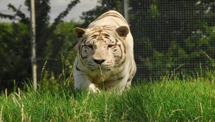 Φρίκη: Υπάλληλος ζωολογικού κήπου μακελεύτηκε από τίγρη! (βίντεο)